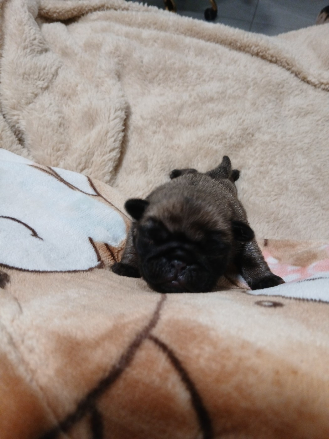 Du Clos De Saint Baudile - Chiots disponibles - Carlin