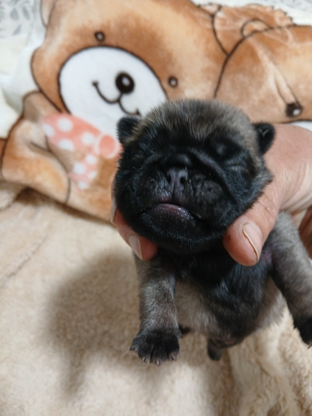 Du Clos De Saint Baudile - Chiots disponibles - Carlin