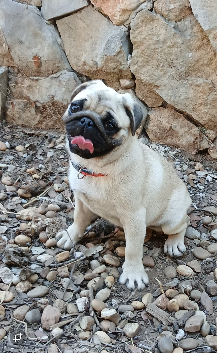 Du Clos De Saint Baudile - Chiots disponibles - Carlin